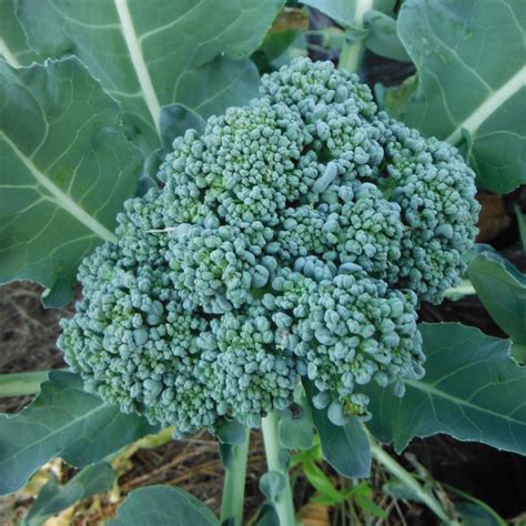 Broccoli – Calabrese | Hope Seeds