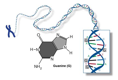 Guanine | Talking Glossary of Genetic Terms | NHGRI