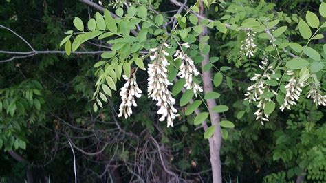 Black Locust - Robinia Pseudoacacia | Deciduous Trees | Cold Stream ...