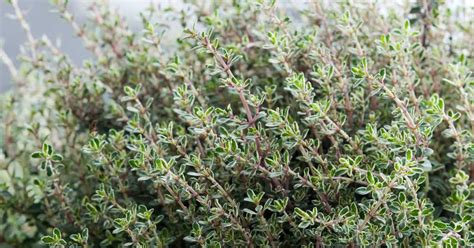 Growing Thyme In Pots: The Complete Guide - 2024 Backyard Eden