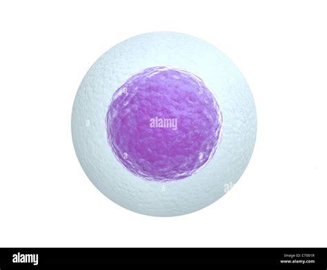 Human egg cell isolated on white background Stock Photo: 49172531 - Alamy