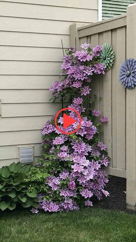 7 Best Clematis trellis images in 2020 | Clematis, Garden vines, Clematis vine