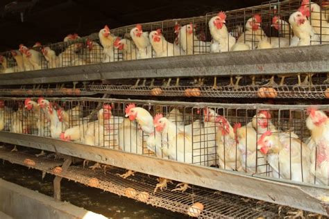 WHY DO THEY PUT HENS IN CAGES? – Small and backyard poultry