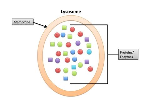 Autophagy - Definition, Pathway, Fasting and Quiz | Biology Dictionary