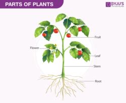 Biology Of Plants - Parts Of Plants, Diagram And Functions