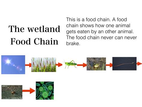 Wetland Food Chain