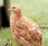 Coturnix Quail Colours of Breeds - Coturnix Quail Colours