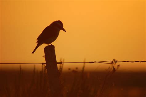 100 Amazon Bird Species Are at Greater Risk of Extinction Due to ...