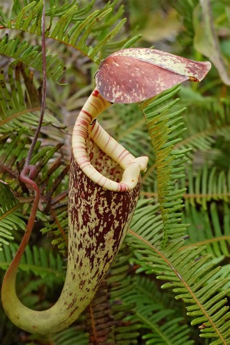 Nepenthes | Description, Carnivorous Plant, Pitcher Plant, Species, & Facts | Britannica