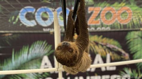 New Florida zoo attraction to open on International Drive in Orlando ...