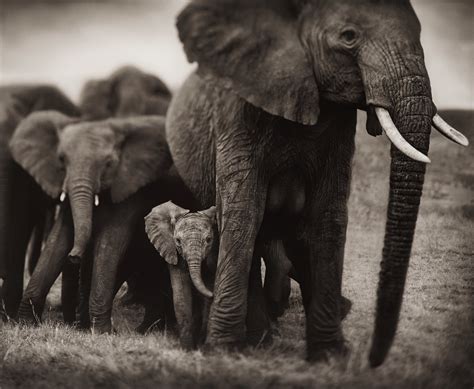 Nick Brandt, "Elephant Mother and Two Babies, Serengeti, 2002". - Bukowskis