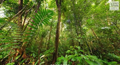 Carbon Sequestration Potential of Trees – OpenForests' Blog