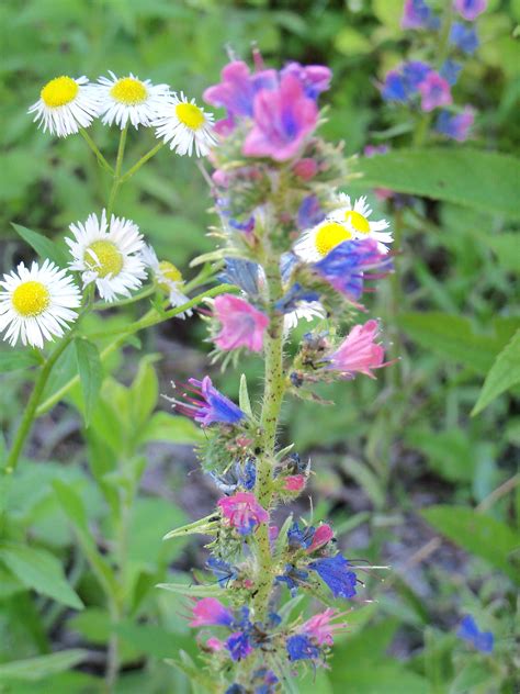 wildflowers are blooming in the green grass