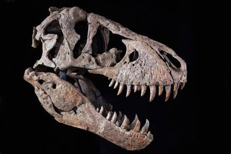 T. Rex Skull Brings $6.1 Million at Sotheby’s, Well Below Estimate - The New York Times