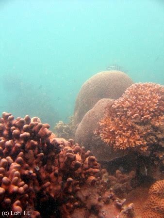 Coral Reefs - Coral Reefs of Singapore