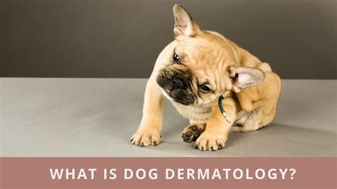 Everything You Need To Know About Dog Dermatology - YouTube