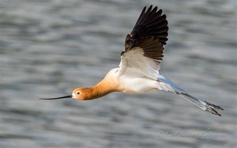 Avocet in flight | American Avocet | cbjphoto | Flickr