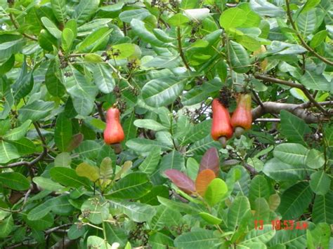 Cashew Tree: Pictures, Facts Photos On Cashew Trees