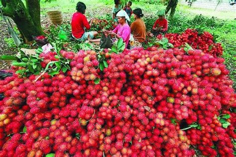 2021 Fresh Organic Exotic Rambutan Tropical Fruit Seeds | Etsy