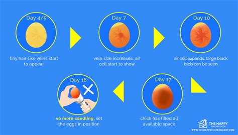 The Complete Beginner's Guide To Egg Candling