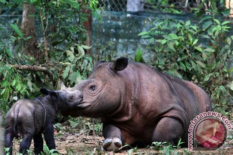 Badak sumatera Ratu lahirkan anak kedua - ANTARA News