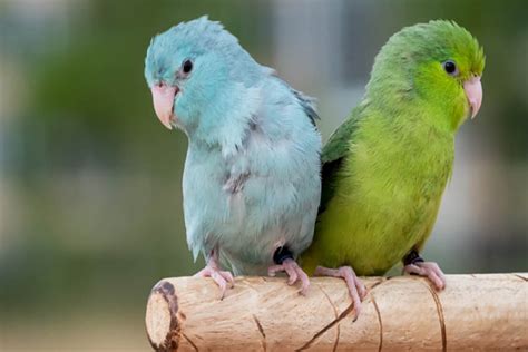 Top 10 Cute Small Parrots - Depth World - Top 10 Cute Small Parrots