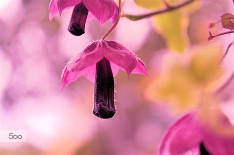 Purple Umbrella | Purple umbrella, Purple, Photo purple