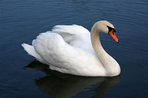 Mute Swans Habitat In Waterfowl ~ planetanimalzone