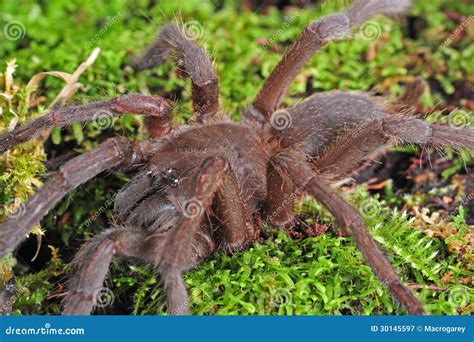 Tarantula stock image. Image of closeup, eater, eight - 30145597