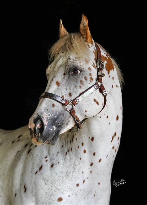 Leopard Appaloosa Horse | Most beautiful horses, Rare horses, Beautiful ...