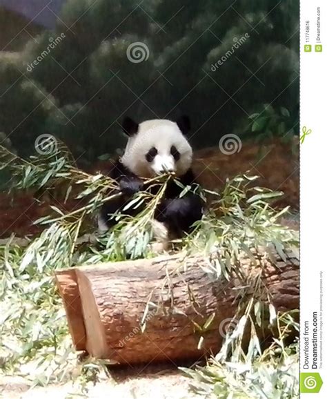 Panda of atlanta stock photo. Image of panda, comiendo - 117748616