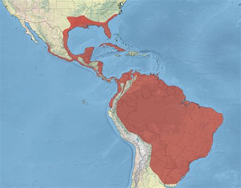 Range map of the Anhinga (Anhinga anhinga) [1280x998] : MapPorn