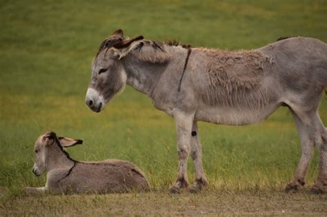 Free Photo | Resting cute spotted white baby burro in a field.