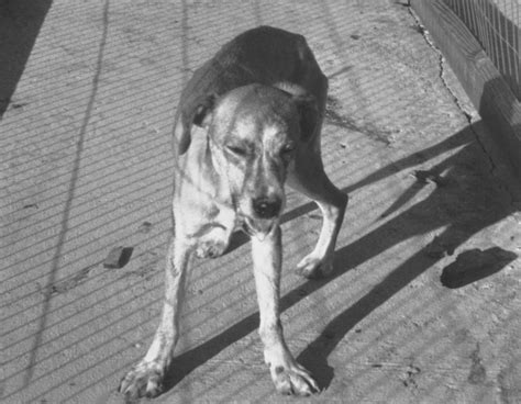 Fil:Rabid dog.jpg – Wikipedia