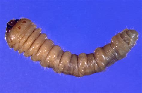 Cerambycidae larva - BugGuide.Net