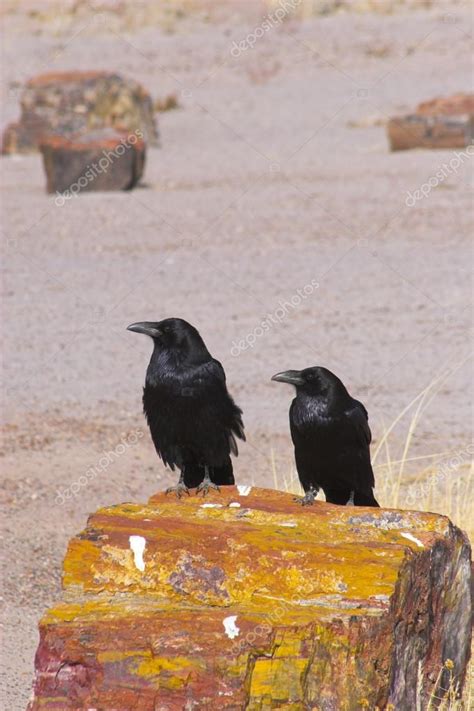 Petrified forest — Stock Photo © georgeburba #17640899