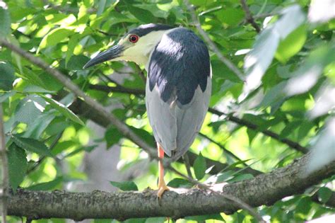 Digital Photography - Black Crowned Night Heron