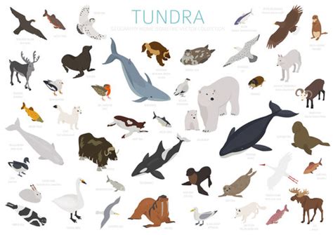 Arctic Tundra Animals