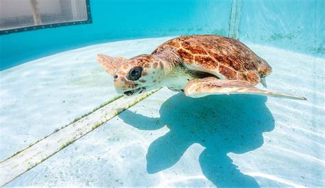 C.A.R.E.ing for Turtles - Gulfarium Marine Adventure Park