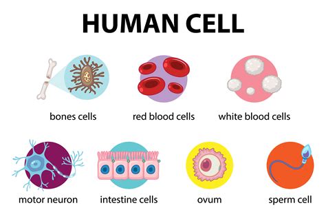 Diagram of human cell for education 1762228 Vector Art at Vecteezy