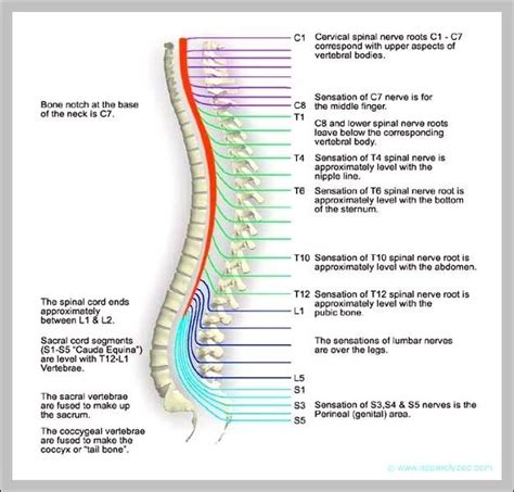 Thoracic Vertebrae Numbers - Graph Diagram