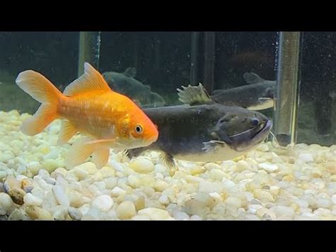 My Gulper Catfish Eats MASSIVE Goldfish! - YouTube