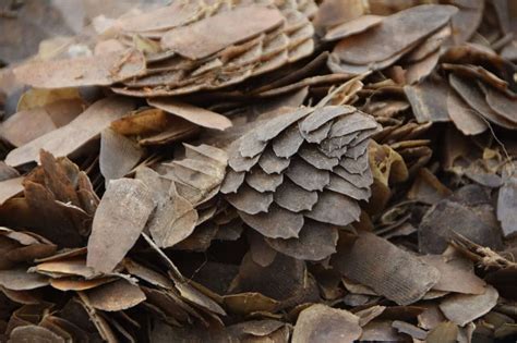 50 Interesting Pangolin Facts You Have to Know About | Facts.net