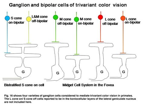 Cone cells: Cone cells are at the heart of our color perception; they selectively respond to ...