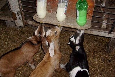 DIY Goat Kid Feeder - petdiys.com