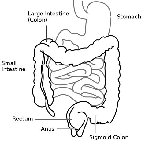 File:Intestine-diagram.svg - Wikimedia Commons