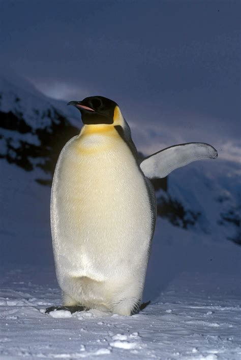 Emperor penguins: Good dads, but less dedicated than you may have thought | The Seattle Times