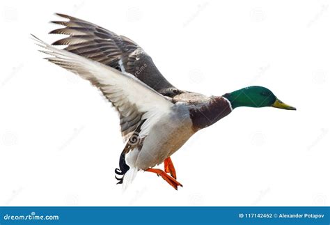 Flying Mallard Duck Drake Isolated on White Stock Photo - Image of animal, isolated: 117142462