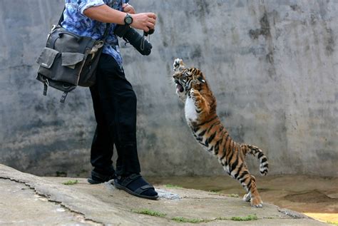 Interesting Photo of the Day: Fierce Baby Tiger Attacks Photographer