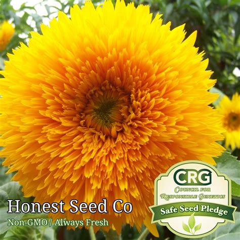 Teddy Bear Sungold Sunflower Seeds - Honest Seed Co.